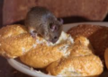 4 helpful steps to get rid of mice in your home