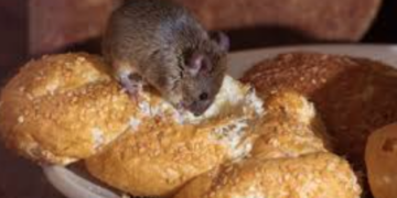 4 helpful steps to get rid of mice in your home
