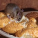 4 helpful steps to get rid of mice in your home