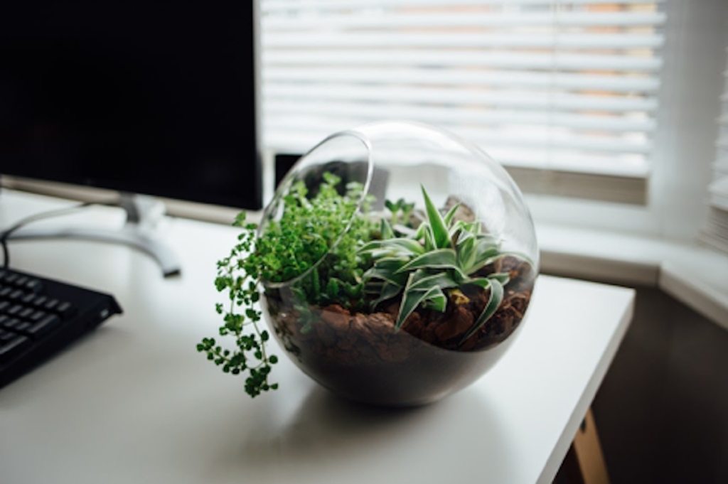 How Adding Plants to Your Workplace Help Increase Productivity?