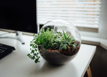 How Adding Plants to Your Workplace Help Increase Productivity?