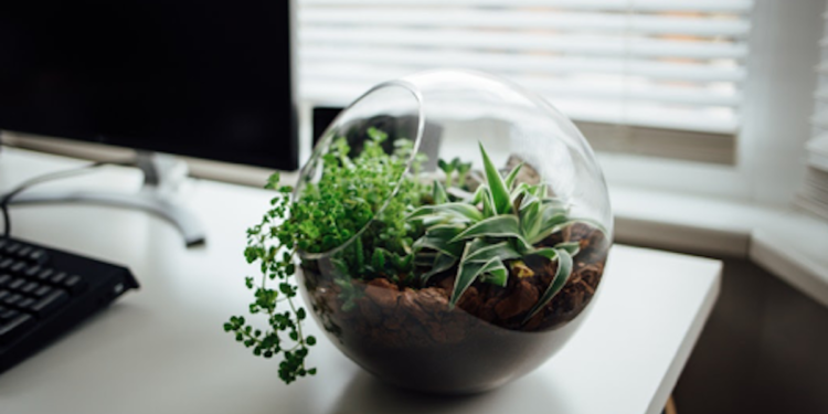 How Adding Plants to Your Workplace Help Increase Productivity?
