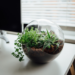 How Adding Plants to Your Workplace Help Increase Productivity?