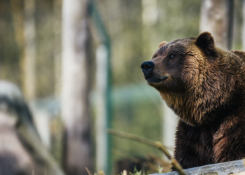 WHAT IS THE EFFECTIVENESS OF BEAR SPRAY?