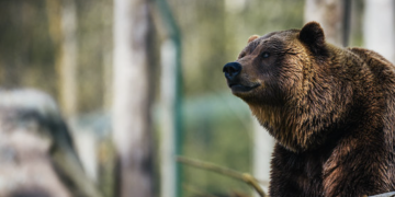 WHAT IS THE EFFECTIVENESS OF BEAR SPRAY?