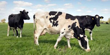 9 Animal Welfare Tips for Livestock Owners