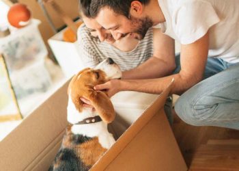 4 Tips When Moving with Pets