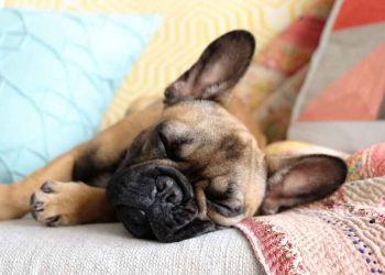 5 Best Pets to Have as a Companion in a Condominium