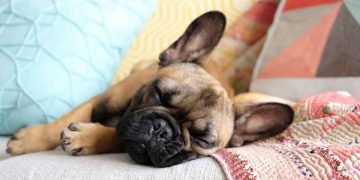 5 Best Pets to Have as a Companion in a Condominium