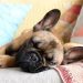 5 Best Pets to Have as a Companion in a Condominium