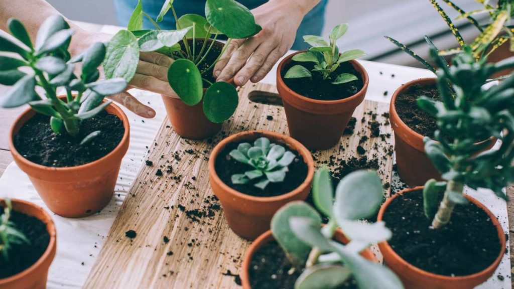 Small Houseplants Perfect for Condos