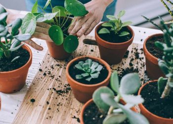 Small Houseplants Perfect for Condos