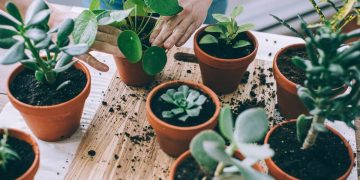 Small Houseplants Perfect for Condos