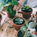 Small Houseplants Perfect for Condos