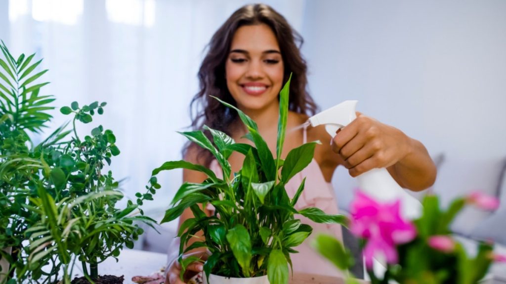 Lucky Plants to Have in Your Home