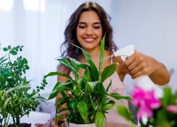 Lucky Plants to Have in Your Home