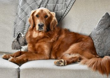 Low Maintenance Dog Breeds for First-Time Owners