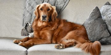 Low Maintenance Dog Breeds for First-Time Owners
