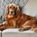 Low Maintenance Dog Breeds for First-Time Owners