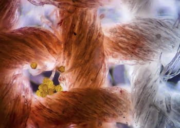 Exploring the Realm of Sensory Perfection: The Ultimate Showdown of Smoothness and Strength