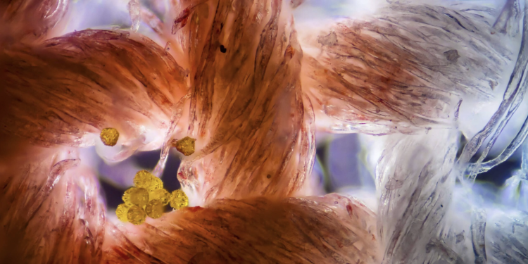 Exploring the Realm of Sensory Perfection: The Ultimate Showdown of Smoothness and Strength