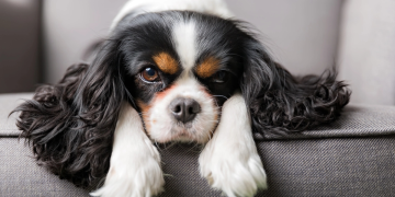 5 Types of Pets that are Well-Suited for Condo Living
