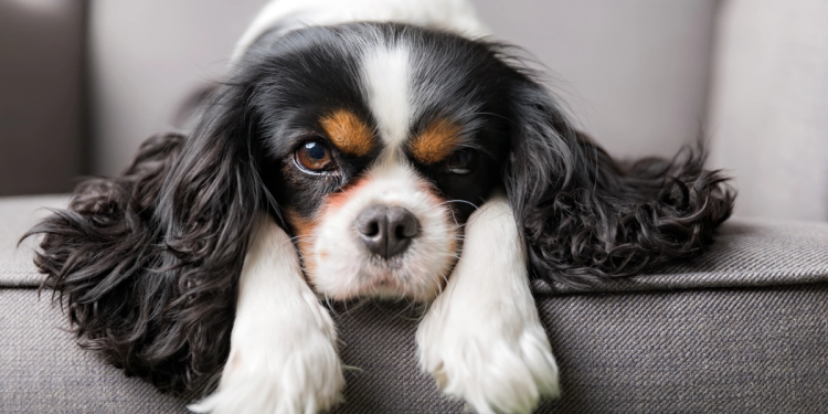 5 Types of Pets that are Well-Suited for Condo Living