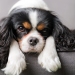 5 Types of Pets that are Well-Suited for Condo Living