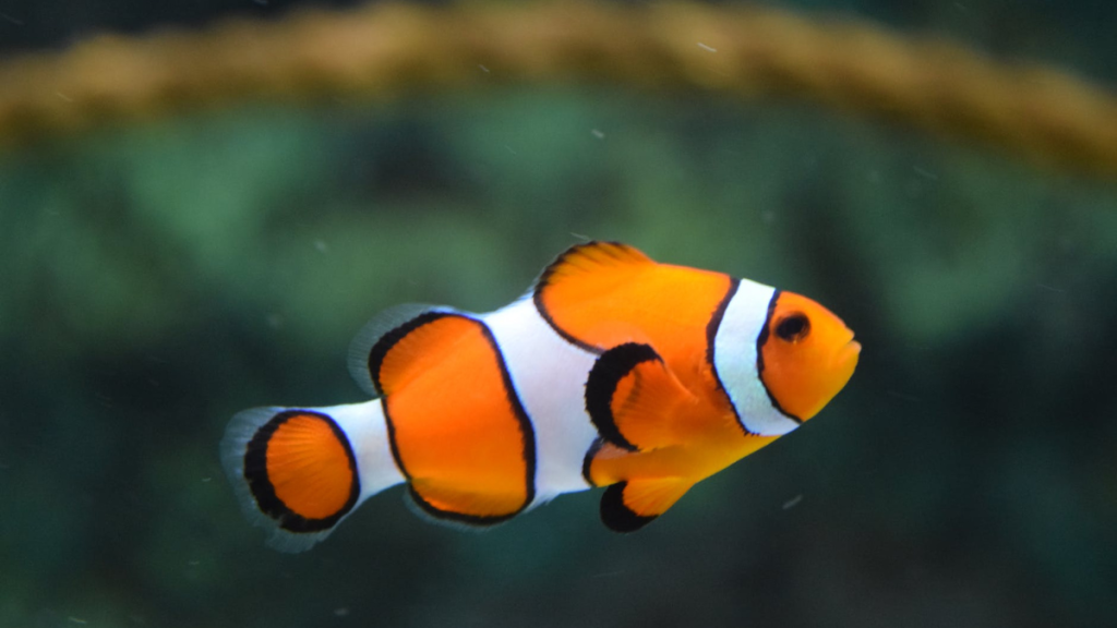 Easiest Fish Types to Keep in a Condo