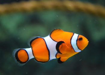 Easiest Fish Types to Keep in a Condo
