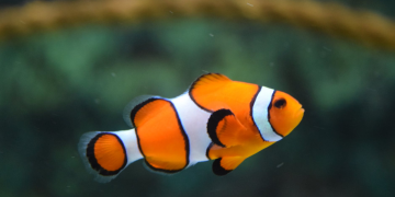 Easiest Fish Types to Keep in a Condo
