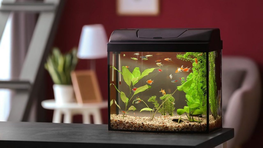 5 Ways Fishkeeping Hobby Can Enrich Your Condo Life