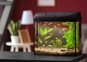 5 Ways Fishkeeping Hobby Can Enrich Your Condo Life