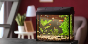 5 Ways Fishkeeping Hobby Can Enrich Your Condo Life