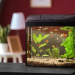 5 Ways Fishkeeping Hobby Can Enrich Your Condo Life