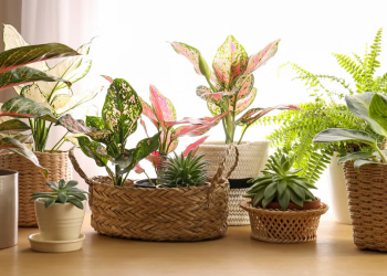 6 Easy Care Indoor Plants to Brighten Up Your New Condo