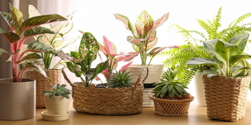 6 Easy Care Indoor Plants to Brighten Up Your New Condo