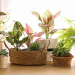 6 Easy Care Indoor Plants to Brighten Up Your New Condo