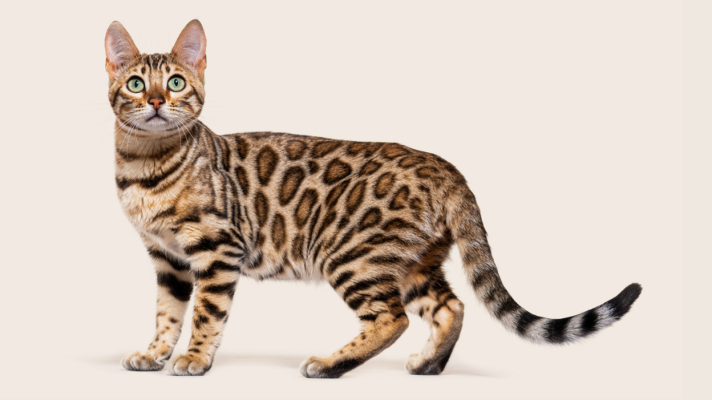 Hypoallergenic Cats That Are Purr-fect for Condos