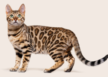 Hypoallergenic Cats That Are Purr-fect for Condos