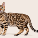 Hypoallergenic Cats That Are Purr-fect for Condos