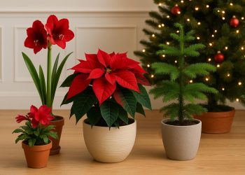 Poinsettia, Christmas cactus, amaryllis, and holly arranged as festive indoor plants