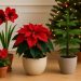 Poinsettia, Christmas cactus, amaryllis, and holly arranged as festive indoor plants