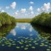 Scenic Everglades National Park wetlands with lush greenery and waterways under blue sky