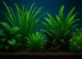Low-maintenance aquatic plants thriving in a freshwater aquarium with colorful fish
