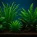 Low-maintenance aquatic plants thriving in a freshwater aquarium with colorful fish